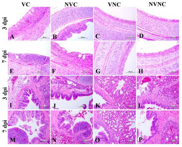 Impact of Maternal Antibodies on Infectious Bronchitis Virus (IBV) Infection in Primary and Secondary Lymphoid Organs of Chickens - Image 13