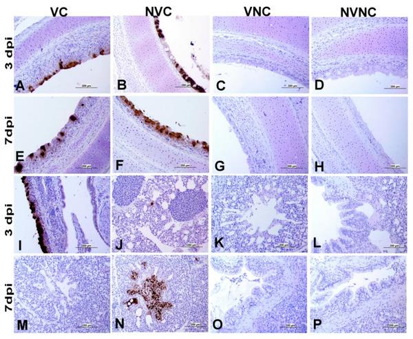Impact of Maternal Antibodies on Infectious Bronchitis Virus (IBV) Infection in Primary and Secondary Lymphoid Organs of Chickens - Image 6