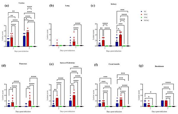 Impact of Maternal Antibodies on Infectious Bronchitis Virus (IBV) Infection in Primary and Secondary Lymphoid Organs of Chickens - Image 12