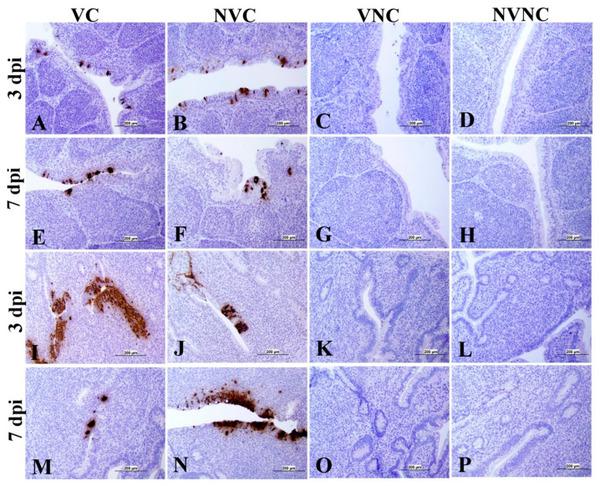 Impact of Maternal Antibodies on Infectious Bronchitis Virus (IBV) Infection in Primary and Secondary Lymphoid Organs of Chickens - Image 7