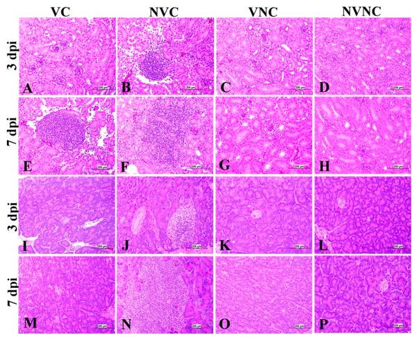 Impact of Maternal Antibodies on Infectious Bronchitis Virus (IBV) Infection in Primary and Secondary Lymphoid Organs of Chickens - Image 14