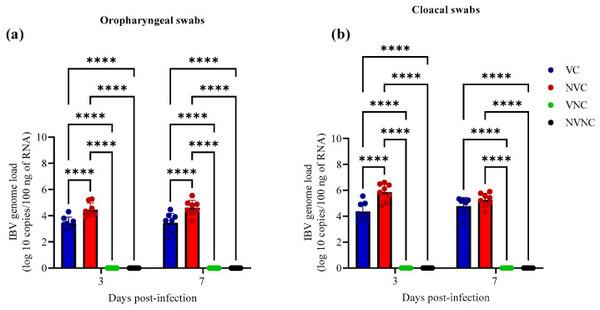 Impact of Maternal Antibodies on Infectious Bronchitis Virus (IBV) Infection in Primary and Secondary Lymphoid Organs of Chickens - Image 4