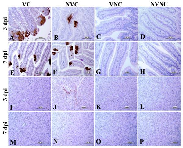 Impact of Maternal Antibodies on Infectious Bronchitis Virus (IBV) Infection in Primary and Secondary Lymphoid Organs of Chickens - Image 9