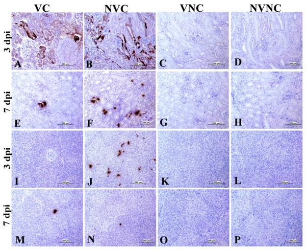Impact of Maternal Antibodies on Infectious Bronchitis Virus (IBV) Infection in Primary and Secondary Lymphoid Organs of Chickens - Image 8