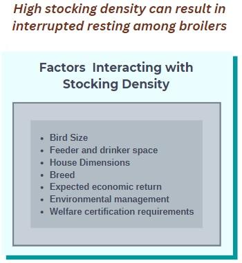 Stocking Density and Broiler Behavior - Image 2