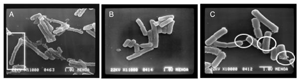 Fig. 2 – Scanning electron micrographs of L4 strain in (A) LAPTg media, (B) MRS media, (C) after the adsorption process.