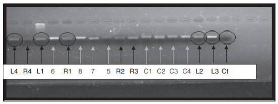 Fig. 1 – PCR amplification products for Lactobacilli isolated from pig rectal swaps (L1–L2–L3–L4), and isolated from other sources (5–6–7–8–C1–C2–C3–C4) and reference strains (R1–R2–R3–R4) using general primers: LbLMA1-rev y R16-1. Ct, control (without any bacterial strain).