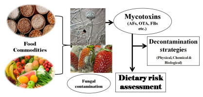 FIGURE 1 Image showing major types of mycotoxins in food commodities and their various decontamination strategies