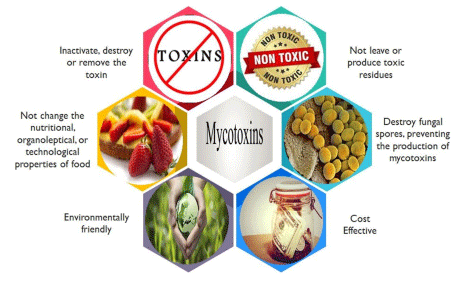 FIGURE 2 Ideal characteristics of mycotoxins’ detoxification processes applied to food commodities.