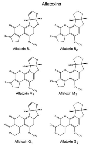 FIGURE 1 | Molecular structures of several aflatoxins.