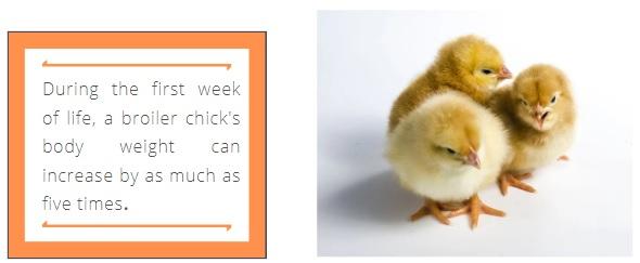 Starting off right: Ensuring chick welfare - Image 2