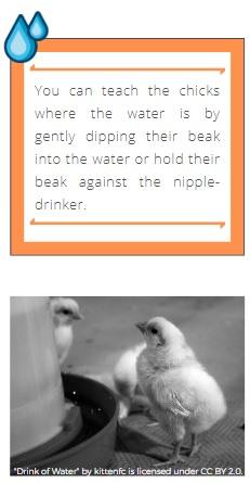 Starting off right: Ensuring chick welfare - Image 4