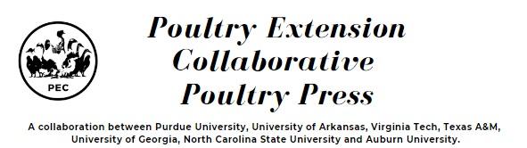 Kinky back (spondylolisthesis) in broiler chickens: what we can do today to reduce the problem? - Image 1