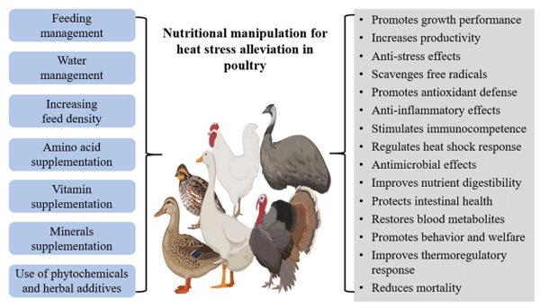 FIGURE 1 Nutritional manipulation strategies and their associated benefits for heat stress alleviation in poultry.