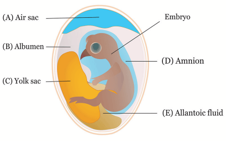 FIGURE 2 | Sites of in ovo inoculation. Eggs can be inoculated through (A) air sac, (B) albumen, (C) yolk sac, (D) amnion, and (E) allantoic fluid.