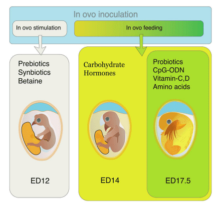 FIGURE 1 | Preferred time of in ovo inoculation for different bioactive compounds. For in ovo stimulation, supplements like prebiotics, synbiotics, and betaine are inoculated on ED 12. For in ovo feeding, the preferable time of supplementation is either ED14 (for carbohydrates, hormones, and alike compounds) or ED 17.5 (for probiotics, CpG-ODN, vitamins, amino acids, etc.).