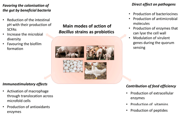 FIGURE 1 | Principal modes of action of Bacillus probiotics.
