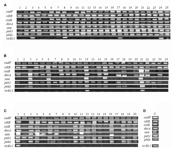 FIGURE 2 | Detection of virulence genes in 70 strains of C. jejuni from poultry meat. The results show the prevalence of eight virulence genes in hyper-aerotolerant (A), aerotolerant (B), and aerosensitive (C) strains of C. jejuni. Positive controls (D) were amplified from C. jejuni NCTC11168 (cadF, cdtB, ciaB, docA, iam, peb1 and pldA) and 81–176 (virB11). Controls were included each batch of PCR testing, and representative results were presented.