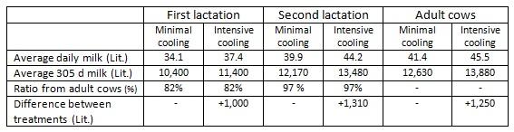 How much milk adds intensive cooling in the summer to the annual yield of young and mature cows - Image 1
