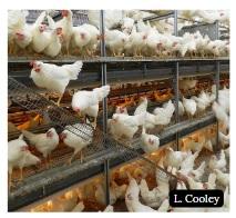 Pullet rearing: Preparing laying hens for a cage-free environment - Image 9