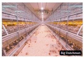 Pullet rearing: Preparing laying hens for a cage-free environment - Image 7