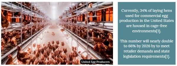 Pullet rearing: Preparing laying hens for a cage-free environment - Image 2