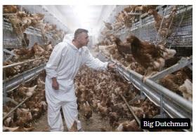Pullet rearing: Preparing laying hens for a cage-free environment - Image 8