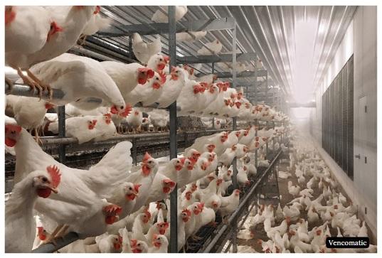 Pullet rearing: Preparing laying hens for a cage-free environment - Image 10