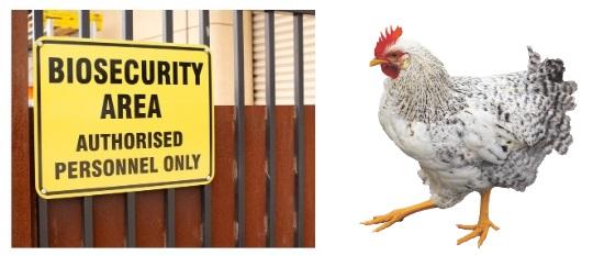 Biosecurity for your chicken’s health - Image 2