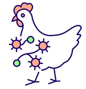 Biosecurity for your chicken’s health - Image 7