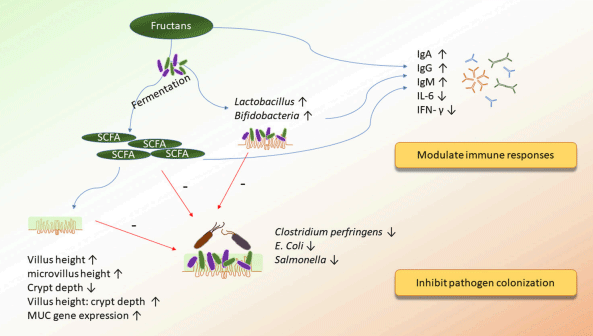 FIGURE 2 | The potential mechanisms of action of fructans on improving immunity and inhibiting pathogen colonization.