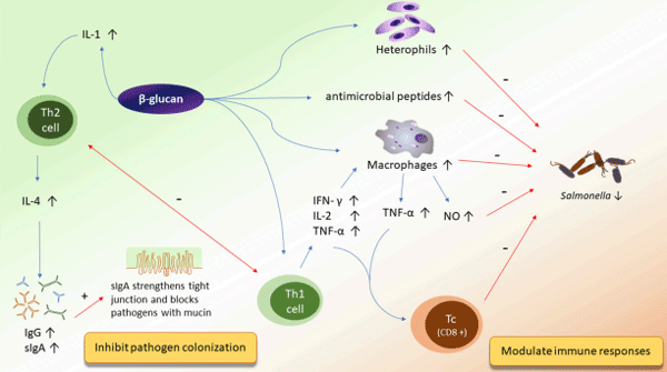 FIGURE 3 | The potential mechanisms of action of β-glucan on improving immunity and inhibiting pathogen colonization.