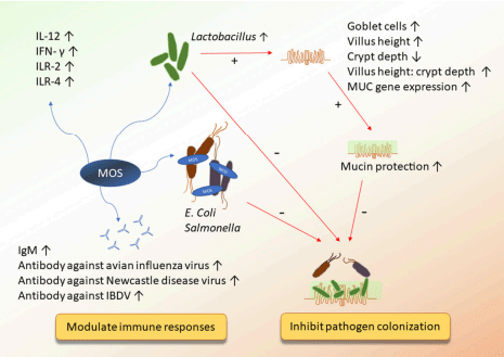 FIGURE 1 | The potential mechanisms of action of MOS on improving immunity and inhibiting pathogen colonization.