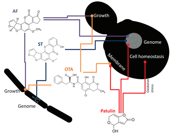 FIGURE 2 | Mechanisms of action of some Aspergillus mycotoxins on bacteria (left) and yeasts (right). Colored lines represent antagonistic/damaging effects. AF, aflatoxin; ST, sterigmatocystin; OTA, ochratoxin A.