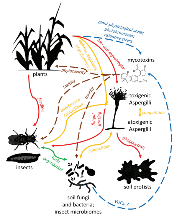 FIGURE 3 | Schematic summary of ecological interactions of plants, fungi, insects, microbes, and Aspergilli. Red lines represent trophic relationships, with arrows pointing towards predators and herbivores. Orange lines represent competitive relationships, while green ones show mutualistic relations. Brown lines signal toxic effects of mycotoxins on various organisms, and blue lines show modulating effects of plants and microbes on toxin production. Note that trophic interactions and pathogenicity of soil microbiota are only considered in relation to aflatoxigenic Aspergilli and their toxins in this review and figure.
