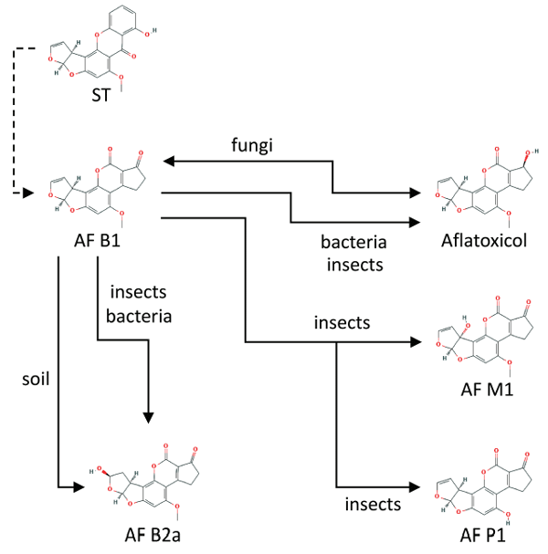FIGURE 1 | Main chemical conversions of aflatoxin B1 (AFB1) under interaction with different organisms and soil. Sterigmatocystin (ST) is a chemical precursor of aflatoxin B1 (AFB1) in aflatoxigenic fungi. The further conversion processes are explained in details in the text. Source: National Center for Biotechnology Information. PubChem Compound Database (accessed June 6, 2019) (Bolton et al., 2008).