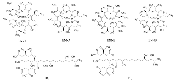 FIGURE 2 | Chemical structure of enniatin A (ENNA), enniatin A1 (ENNA1), enniatin B (ENNB), enniatin B1 (ENNB1), fumonisin B1 (FB1), and fumonisin B2 (FB2).