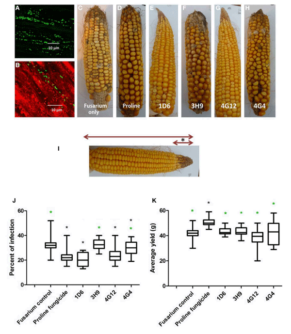 FIGURE 7 | Greenhouse trial 1 to test for the ability of the candidate endophytes to suppress Gibberella Ear Rot (GER) in a modern hybrid. (A,B) GFP-tagged endophyte strain 4G12 visualized inside maize roots, in the (A) absence or (B) presence of propidium iodide that outlines the cell with red color. (C–H) Representative ears from each treatment. (I) Picture of an ear to illustrate the methodology of scoring disease severity: The fungal pathogen was introduced to the tip of the ear, indicated by the asterisk. Therefore, the disease was scored as the ratio of the length of the diseased ear tip portion relative to total ear length, multiplied by 100 to give a percentage. (J, K) Quantification of the effect of different treatments on GER suppression, as: (J) percent ear infection, and (K) average grain yield per plant. For both measurements, n = 20 per treatment (n = 10 for both controls). The whiskers indicate the range of data points. The black asterisk indicates that the treatment means were significantly different from the Fusarium only treatment at p ≤ 0.05. The green asterisk indicates that the treatment means were significantly different from prothioconazole fungicide (Proline) treatment at p ≤ 0.05.