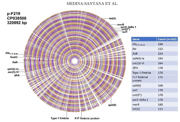 Figure 3. General plasmid alignment of pESI-like plasmid PSI-like plasmids showed high similarity with the Peruvian reference. However, entire blocks are reorganized or absent in some strains. A dynamic view of the alignment can be seen in Supplementary File 3.