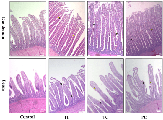 Administration of Dietary Microalgae Ameliorates Intestinal Parameters, Improves Body Weight, and Reduces Thawing Loss of Fillets in Broiler Chickens: A Pilot Study - Image 3