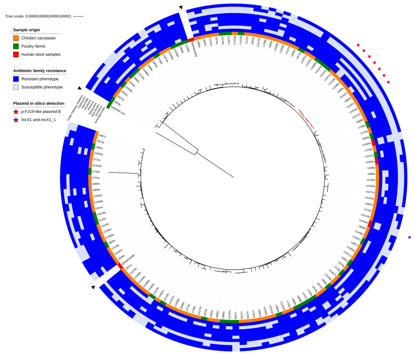 Genomic Epidemiology of Salmonella Infantis in Ecuador: From Poultry Farms to Human Infections - Image 1