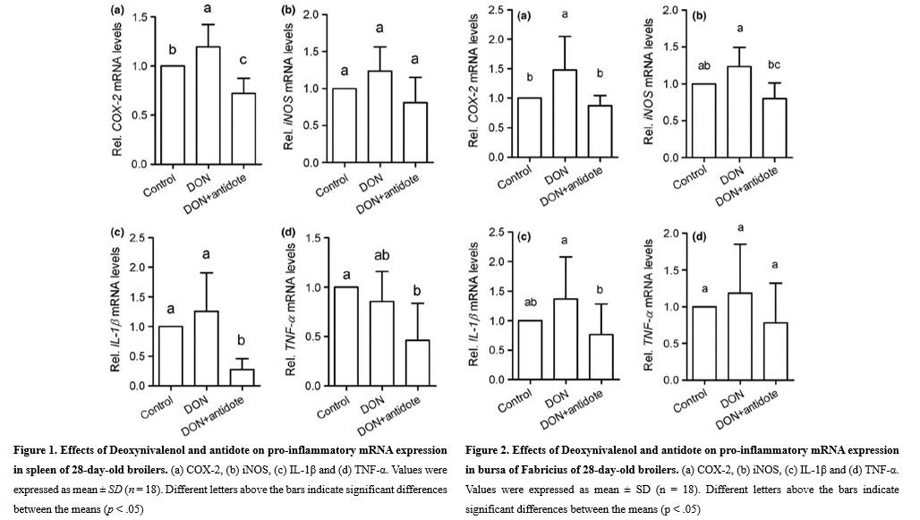 Effects of DON and antidote on pro-inflammatory mRNA expression of broilers - Image 2