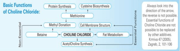 Crafting a Symphony of Poultry Health and Production with Choline - Image 2