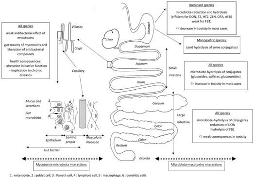 Mycotoxin and Gut Microbiota Interactions - Image 1