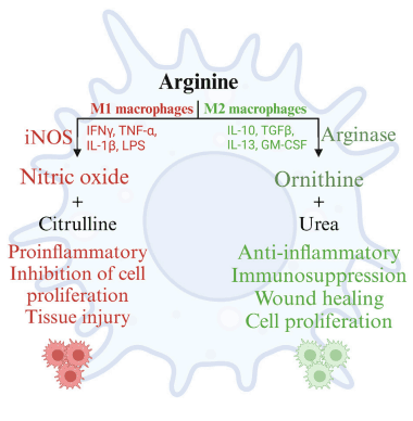 FIGURE 4 Metabolism of arginine in M1 and M2 macrophages. Created with BioRender.com (18 Nov 2022).