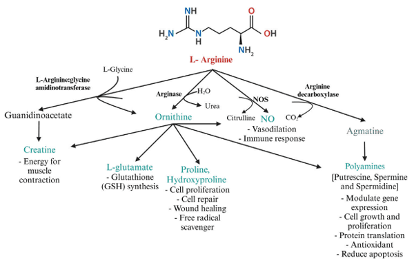 FIGURE 3 Metabolism of arginine by the major arginine metabolizing enzymes L-arginine: glycine amidinotransferase, arginase, NOS, and arginine decarboxylase in poultry. Created with Biorender.com (8 October 2022).