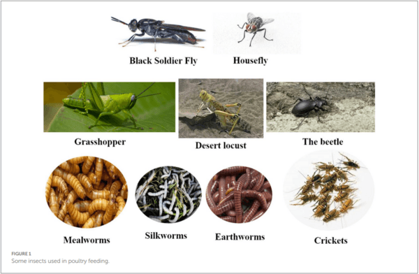 Insects as an alternative protein source for poultry nutrition: a review - Image 1