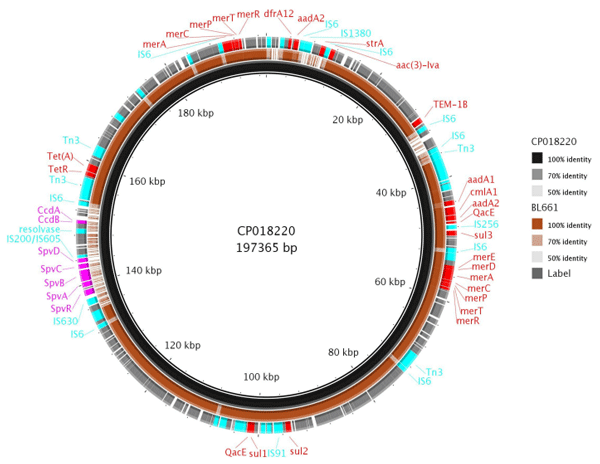 FIGURE 6 Comparison of pBL661 with the reference plasmid CP018220. The outer ring shows the annotated genes, with 100% identity (solid brown), as well as low (light brown or grey) or no sequence identity (gaps).