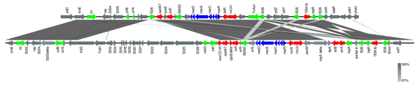 FIGURE 4 Comparison of SGI1-K (accession number AY463797.8; bottom line) with SGI1-K from BL700 (top line). Genes are represented by arrows pointing in the direction of transcription and different colors based on predicted function; transposase, recombinase, and resolvase are indicated by green arrows; AMR genes are indicated in red; mercury resistance genes are indicated in blue; and open reading frames of unknown function are indicated in grey. The grey shading connecting regions of nucleotides indicates sequence identity, ranging from 80 to 100% (see scale).