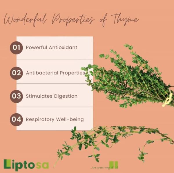 Natural source of antioxidants: Thyme - Image 1
